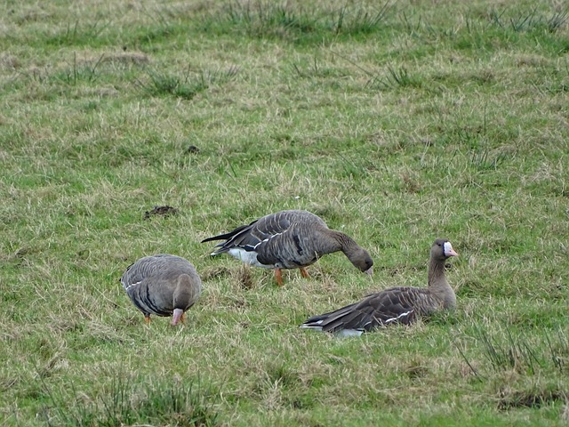 俱樂部敲響 俱樂部敲響