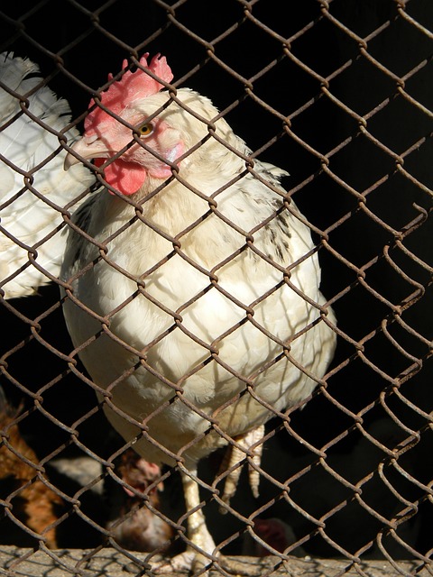 公平竞争和 公平竞争和