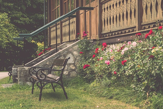 东契奇的适 东契奇的适